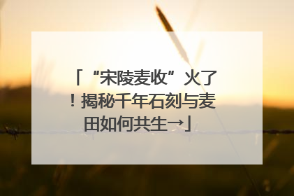“宋陵麦收”火了！揭秘千年石刻与麦田如何共生→