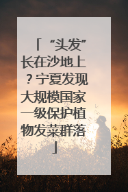 “头发”长在沙地上？宁夏发现大规模国家一级保护植物发菜群落