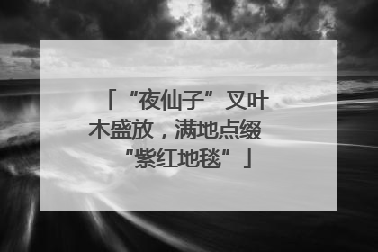 “夜仙子”叉叶木盛放，满地点缀“紫红地毯”