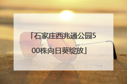 石家庄西兆通公园500株向日葵绽放