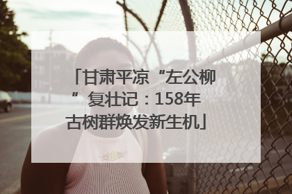 甘肃平凉“左公柳”复壮记：158年古树群焕发新生机
