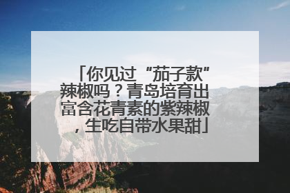 你见过“茄子款”辣椒吗？青岛培育出富含花青素的紫辣椒，生吃自带水果甜