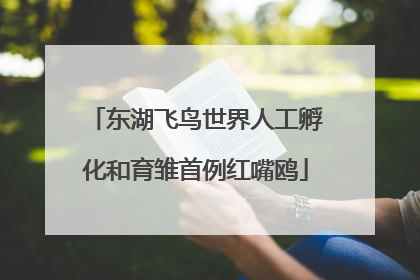 东湖飞鸟世界人工孵化和育雏首例红嘴鸥