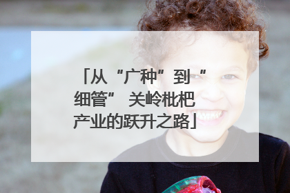 从“广种”到“细管” 关岭枇杷产业的跃升之路