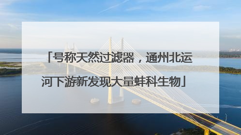 号称天然过滤器，通州北运河下游新发现大量蚌科生物