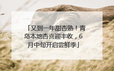又到一年甜杏熟！青岛本地杏喜迎丰收，6月中旬开启尝鲜季