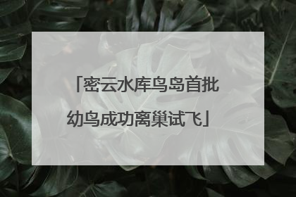 密云水库鸟岛首批幼鸟成功离巢试飞