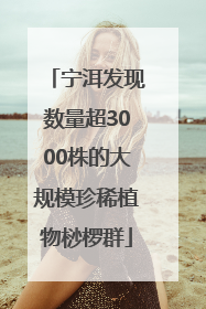 宁洱发现数量超3000株的大规模珍稀植物桫椤群