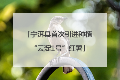 宁洱县首次引进种植“云淀1号”红薯