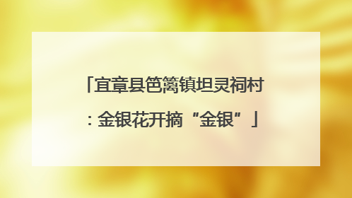 宜章县笆篱镇坦灵祠村：金银花开摘“金银”