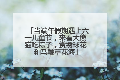 当端午假期遇上六一儿童节，来看大熊猫吃粽子，赏绣球花和马鞭草花海