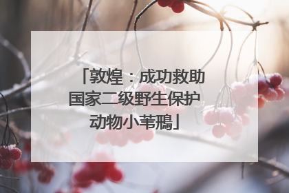 敦煌：成功救助国家二级野生保护动物小苇鳽