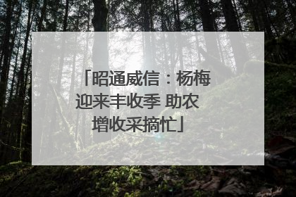 昭通威信：杨梅迎来丰收季 助农增收采摘忙
