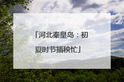 河北秦皇岛：初夏时节插秧忙