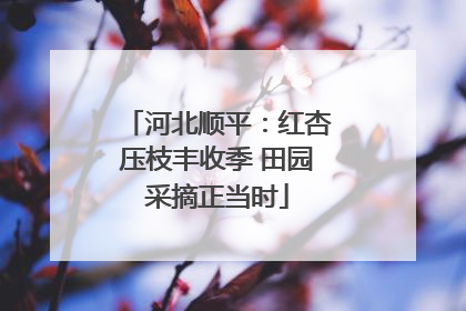 河北顺平：红杏压枝丰收季 田园采摘正当时