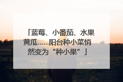蓝莓、小番茄、水果黄瓜……阳台种小菜悄然变为“种小果”