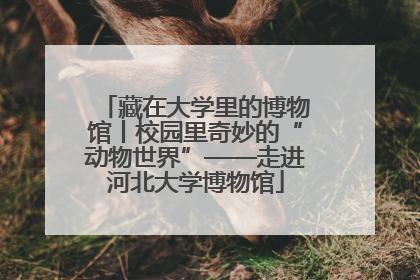 藏在大学里的博物馆丨校园里奇妙的“动物世界”——走进河北大学博物馆