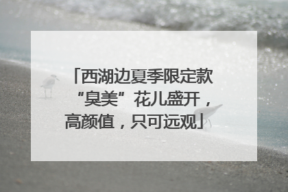 西湖边夏季限定款“臭美”花儿盛开，高颜值，只可远观
