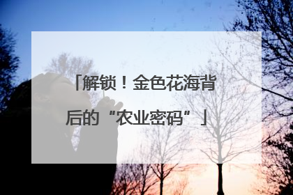解锁！金色花海背后的“农业密码”