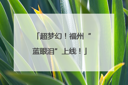 超梦幻！福州“蓝眼泪”上线！