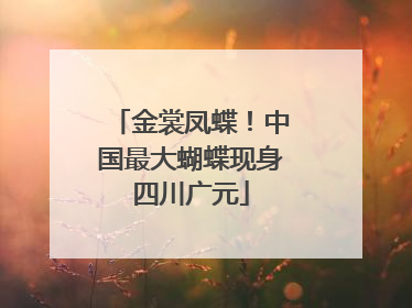 金裳凤蝶！中国最大蝴蝶现身四川广元