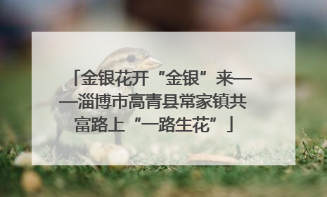 金银花开“金银”来——淄博市高青县常家镇共富路上“一路生花”