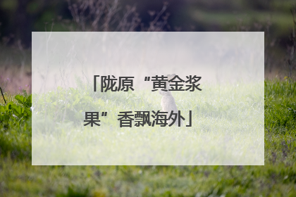 陇原“黄金浆果”香飘海外
