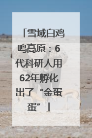 雪域白鸡鸣高原：6代科研人用62年孵化出了“金蛋蛋”