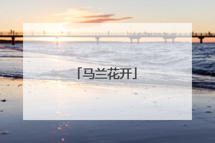 马兰花开