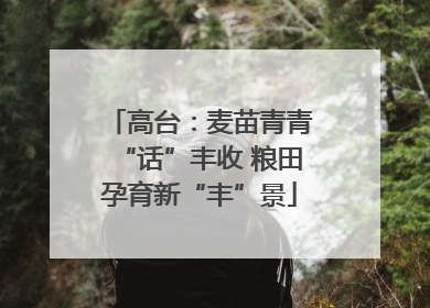 高台：麦苗青青“话”丰收 粮田孕育新“丰”景