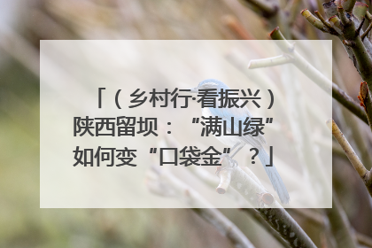 （乡村行·看振兴）陕西留坝：“满山绿”如何变“口袋金”？
